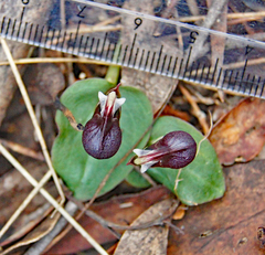 Corybas unguiculatus