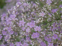 Limonium platyphyllum