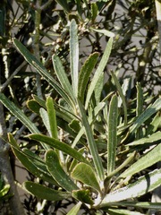 Pittosporum patulum