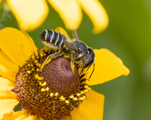 Megachile policaris