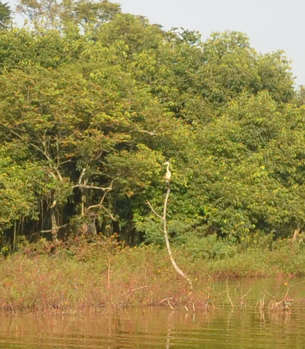 Cocoi Heron