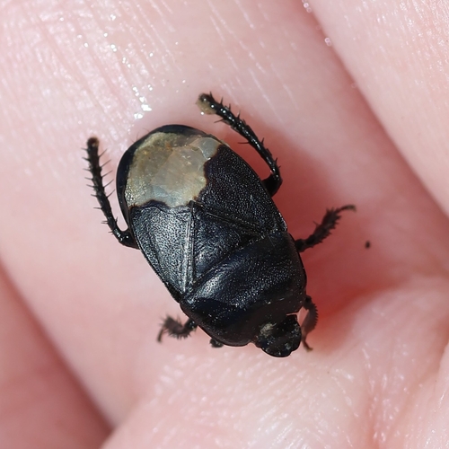Black burrowing bug