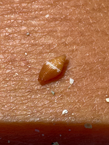 Lovellona peaseana, 2026-06-07