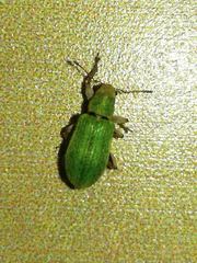 Pachyrhinus lethierryi