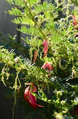 Clianthus