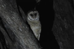 Tyto novaehollandiae