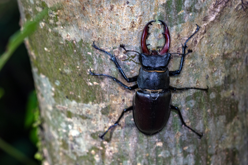 European Stag Beetle