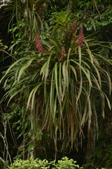 Aechmea vallerandii, photograph (c) Siddarth Machado, some rights reserved (CC BY)