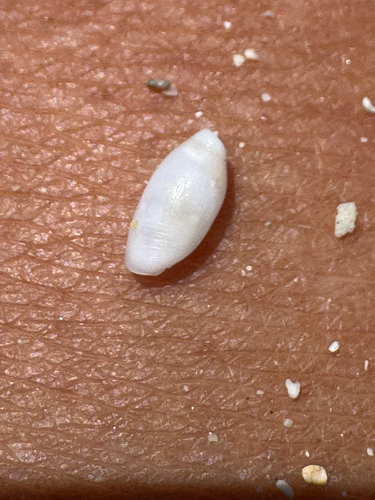Aliculastrum debile observed 2026-06-07