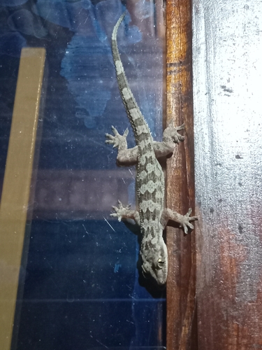 Greeff’s giant gecko, Hemidactylus greeffii