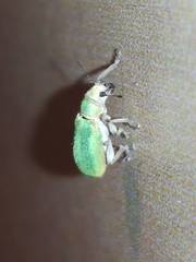 Pachyrhinus lethierryi