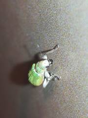 Pachyrhinus lethierryi
