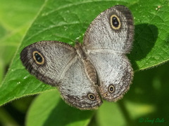 Ypthima albida