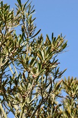 Pittosporum patulum