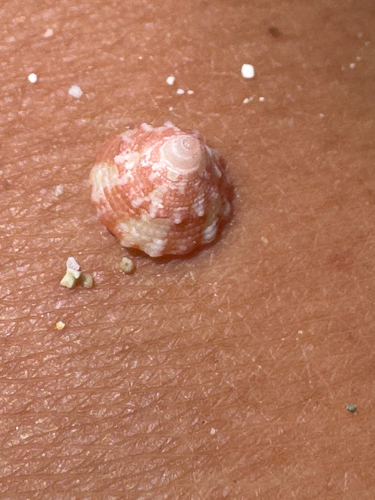 Trochus intextus observed 2026-06-07