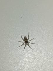 Oecobius maculatus