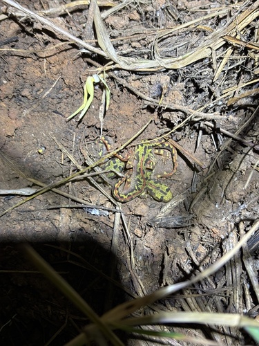 Marbled Newt