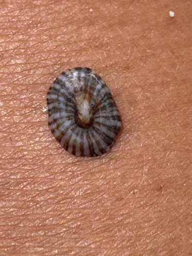 Siphonaria observed 2026-06-07