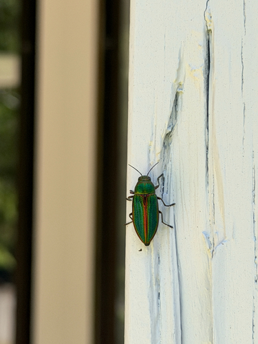 Golden Buprestid Beetle