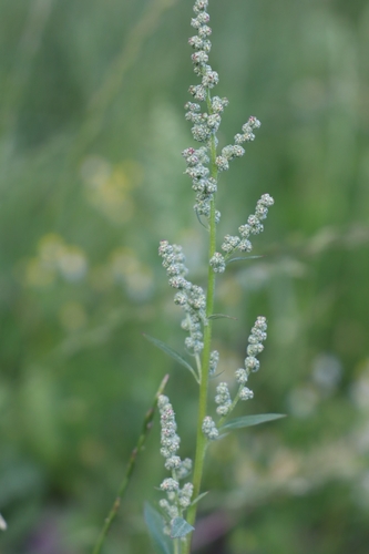 Common Lambsquarters