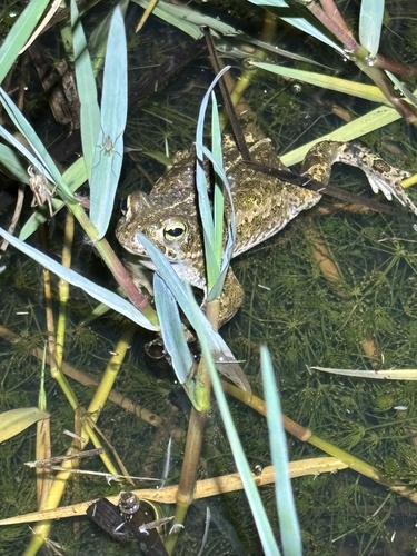 Natterjack Toad