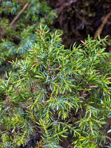 Juniperus brevifolia, photograph 2