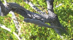 Urosaurus graciosus graciosus