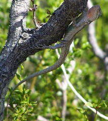 Urosaurus graciosus graciosus