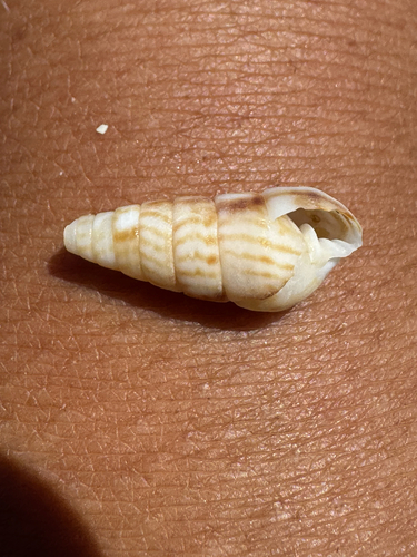 Pyramidella sulcata observed 2026-06-07