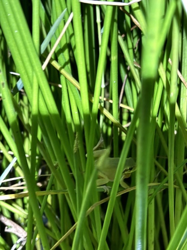 Mediterranean Tree Frog