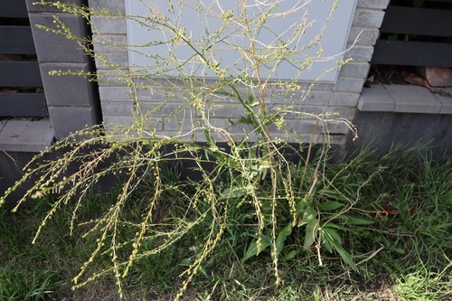 Warty-cabbage