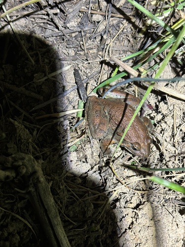 Mediterranean Painted Frog