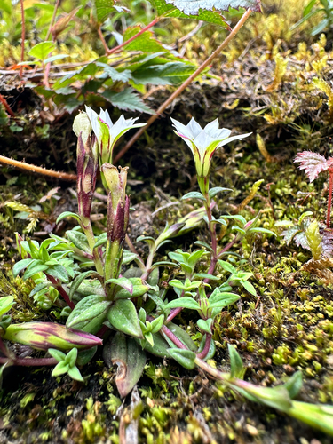 Gentiana flavomaculata, photograph 6