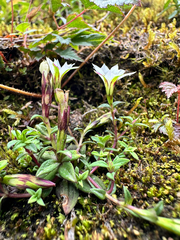 Gentiana flavomaculata, photograph (c) Jaw-Jian La, some rights reserved (CC BY)