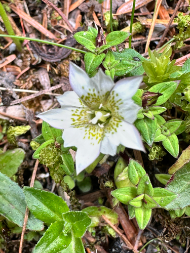 Gentiana flavomaculata, photograph 5