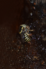 Pycnanthidium