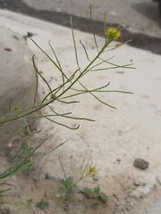Sisymbrium irio