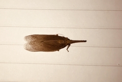 Rentinus dilatatus
