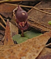 Corybas unguiculatus