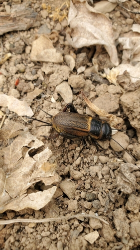 European Field Cricket