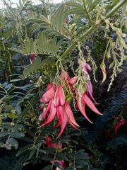 Clianthus