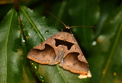 Anoba plumipes