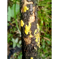 Hypocreaceae