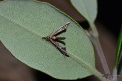 Tineodes adactylalis