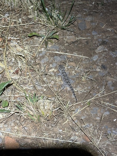 Moorish Gecko