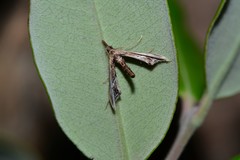 Tineodes adactylalis