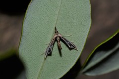 Tineodes adactylalis