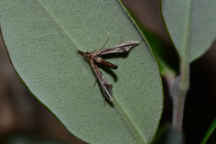 Tineodes adactylalis