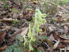 Corydalis speciosa