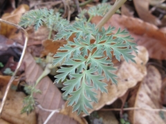Corydalis speciosa